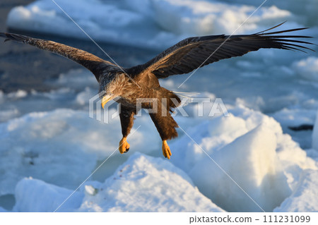 White-tailed eagle, drift ice of Rausu, Shiretoko Peninsula, Hokkaido 111231099