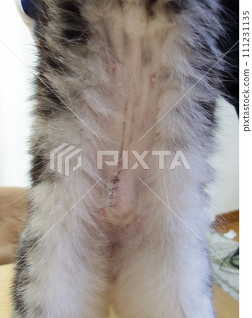 Ame-sho sesame sutured wound Ame-sho sesame sutured wound 111231135