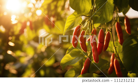 vegetables beans production and cultivation, green business, entrepreneurship harvest. sun 111231212