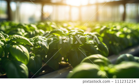 vegetables basil production and cultivation, green business, entrepreneurship harvest. leaves 111231214