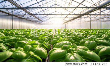 vegetables basil production and cultivation, green business, entrepreneurship harvest. Copy Space vegetables basil production and cultivation, green business, entrepreneurship harvest. Copy Space 111231216