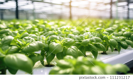 vegetables basil production and cultivation, green business, entrepreneurship harvest. juicy 111231217