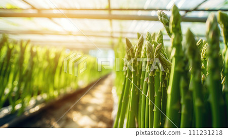 vegetables asparagus production and cultivation, green business, entrepreneurship harvest. sunlight 111231218