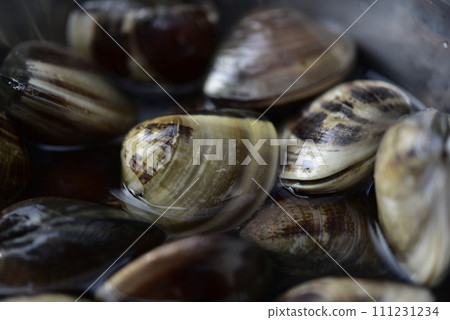 捕撈蛤蜊時採集的貝類 111231234