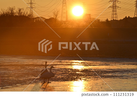 Flight of swans, Utsunomiya, Tochigi Prefecture 111231319