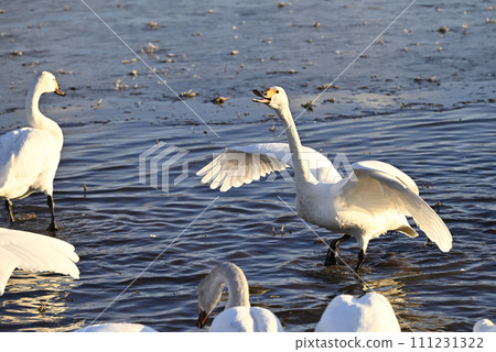 Flight of swans, Utsunomiya, Tochigi Prefecture Flight of swans, Utsunomiya, Tochigi Prefecture 111231322