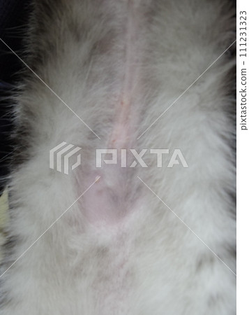 Amesho Sesame After suture removal 111231323