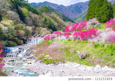 [Togenkyo] Hanamomo no Sato in Achi Village [Nagano Prefecture] 111231929