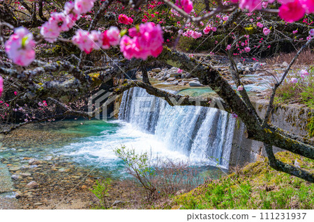 [Togenkyo] Achi村的Hanamomo no Sato [長野縣] 111231937