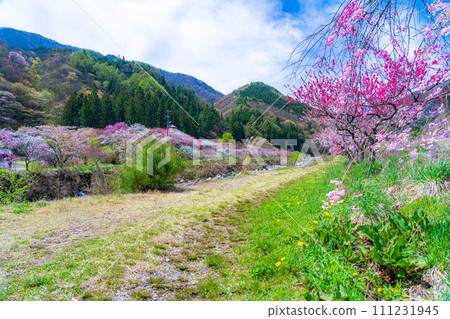 [Togenkyo] Hanamomo no Sato in Achi Village [Nagano Prefecture] 111231945