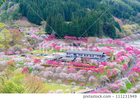 [Togenkyo] Hanamomo no Sato in Achi Village [Nagano Prefecture] 111231949