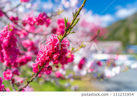 [Togenkyo] Hanamomo no Sato in Achi Village [Nagano Prefecture] 111231954