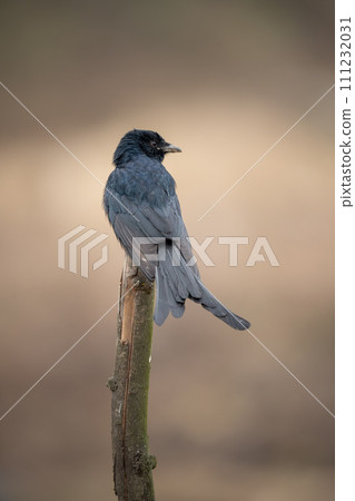 Black Drongo Perched on Dead Branch 111232031