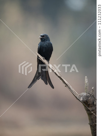 Black Drongo Perched on Dead Branch 111232033