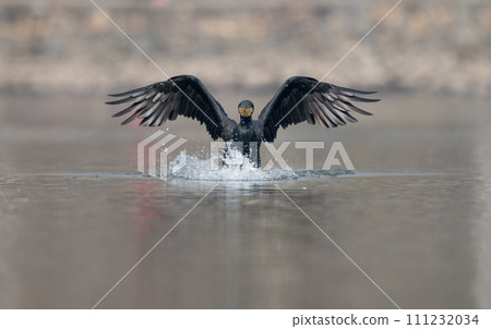 Cormorant Landing on a Lake Cormorant Landing on a Lake 111232034