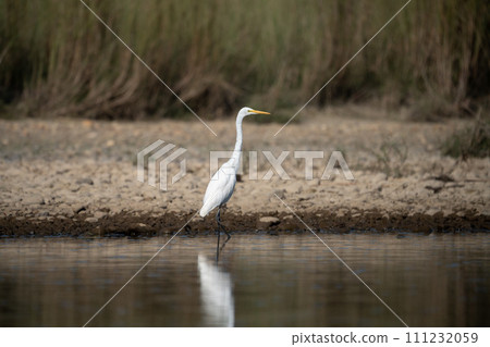 Snowy Egret on River Shore 111232059