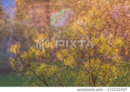 Automatic garden lawn sprinkler in action watering green grass Automatic garden lawn sprinkler in action watering green grass 111232407