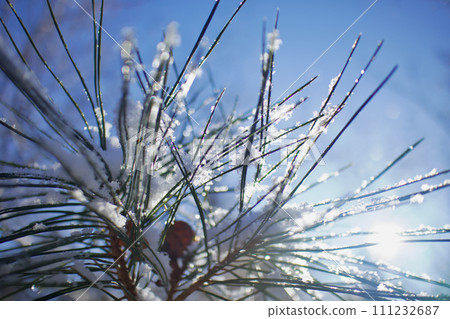 松針上的雪晶瑩剔透,在陽光下融化成水滴。 松針上的雪晶瑩剔透,在陽光下融化成水滴。 111232687