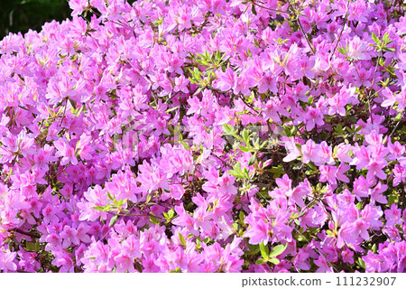 粉紅色的杜鵑花 111232907