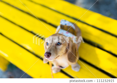 臘腸犬在公園散步 臘腸犬在公園散步 111232915