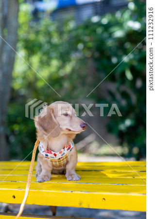 臘腸犬在公園散步 111232916