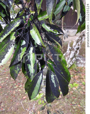 Black stains caused by sooty mildew on the leaves of the Naminoki tree Black stains caused by sooty mildew on the leaves of the Naminoki tree 111233124