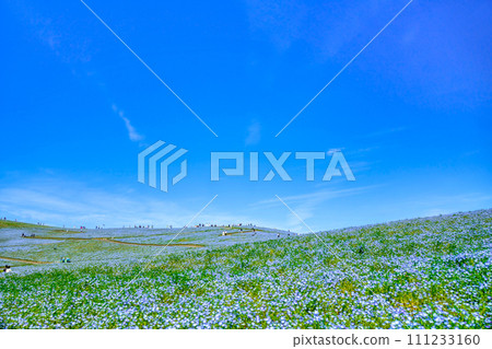 尼莫菲拉山 尼莫菲拉山 111233160