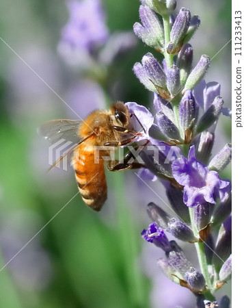 Honeybees sucking lavender honey Honeybees sucking lavender honey 111233413