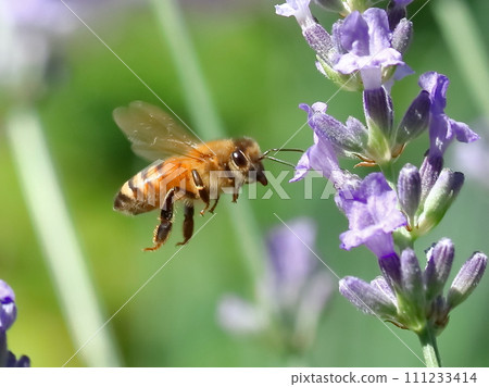 Bees visiting lavender 111233414