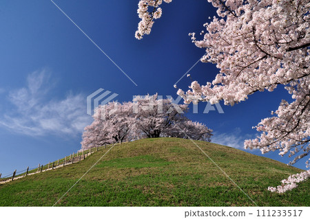 Cherry blossoms at historic site Sakitama Tumulus Park 111233517