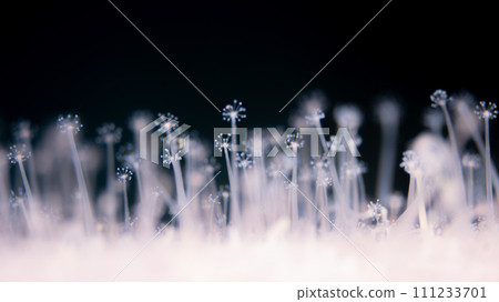 海裡的小花 111233701