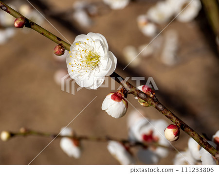 晴天開花的白花梅【玉牡丹】 晴天開花的白花梅【玉牡丹】 111233806