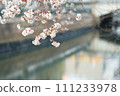 Cherry Blossoms   111233978