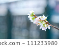 Cherry Blossoms   111233980