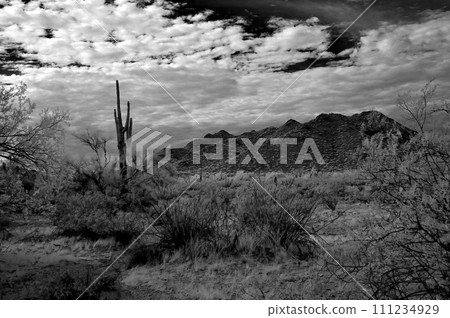 San Tan Mountains Sonora Desert Arizona in Monochrome San Tan Mountains Sonora Desert Arizona in Monochrome 111234929