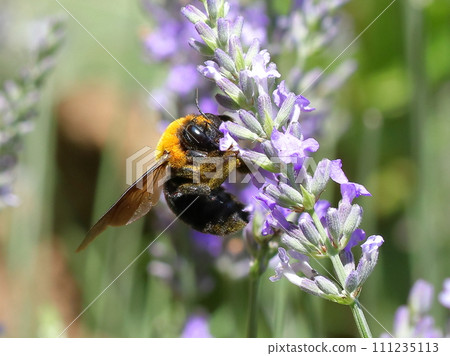 Carpenter bee sucking lavender nectar 111235113