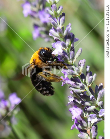 Carpenter bee sucking lavender nectar Carpenter bee sucking lavender nectar 111235116