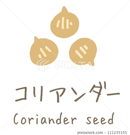 Coriander seed illustration 111235335
