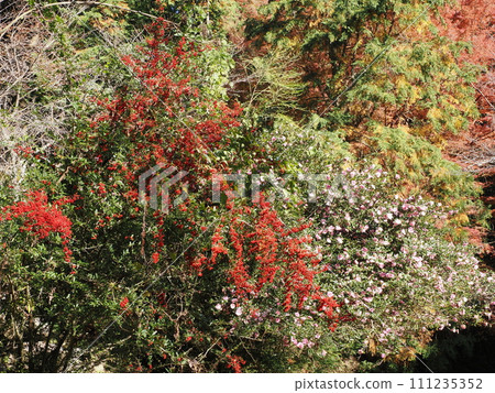 福岡縣太宰府市觀世音寺岩屋城跡山路風景 111235352