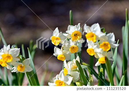 白色的水仙花 白色的水仙花 111235520