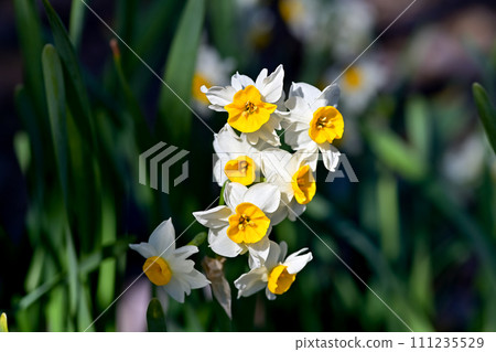 White daffodils 111235529