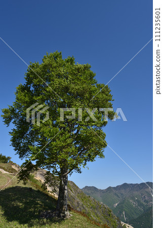 栃木縣的中倉山和澤入山，在那裡您可以看到孤獨的山毛櫸樹 111235601