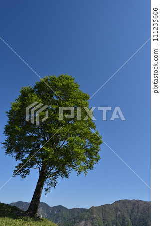 栃木縣的中倉山和澤入山,在那裡您可以看到孤獨的山毛櫸樹 栃木縣的中倉山和澤入山,在那裡您可以看到孤獨的山毛櫸樹 111235606