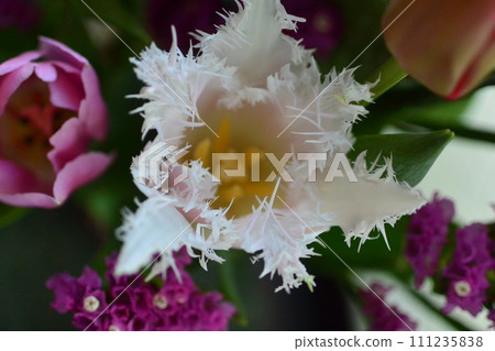 Cute spring-like tulips Cute spring-like tulips 111235838