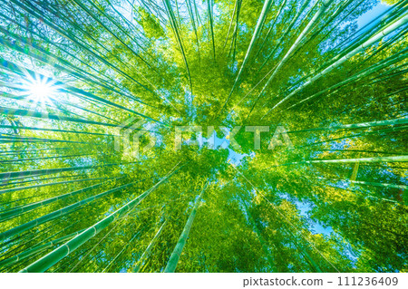 Japan's Yokohama cityscape Post-coronavirus...Beautiful green bamboo forest...Light of hope in a new era...=January 26th 111236409