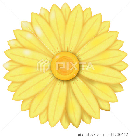sunflower isolated on white 111236442