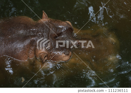 Close up head The Big hippopotamus is float in river 111236511