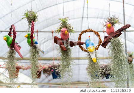 Spanish Moss (Tillandsia usneoides) home deco plant 111236839