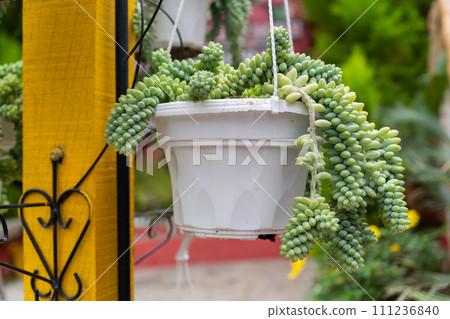 Close-up view of the hanging Burro's Tail Succulents Close-up view of the hanging Burro's Tail Succulents 111236840