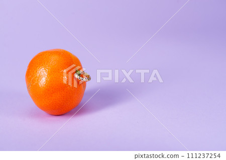 Intimate piercing. Minimal piercing concept. Mandarin with piercing on lilac background Intimate piercing. Minimal piercing concept. Mandarin with piercing on lilac background 111237254